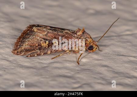 Ausgewachsene Schnurwurm-Motte der Familie Noctuidae Stockfoto