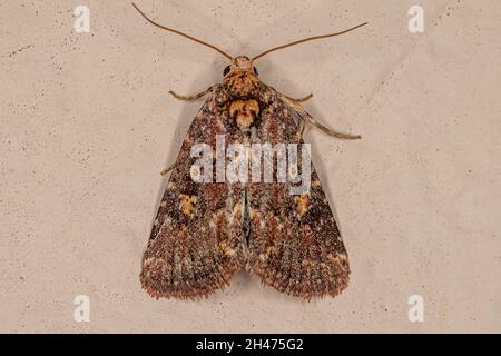 Ausgewachsene Schnurwurm-Motte der Familie Noctuidae Stockfoto