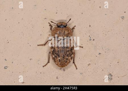 Ausgewachsener Dunkelkäfer der Familie Tenebrionidae Stockfoto