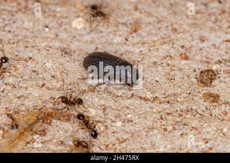 Erwachsener kleiner Dungkäfer der Unterfamilie Aphodiinae Stockfoto