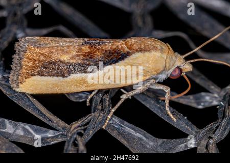 Bicolored Vogel-dropping Moth der Art Ponometia exigua Stockfoto