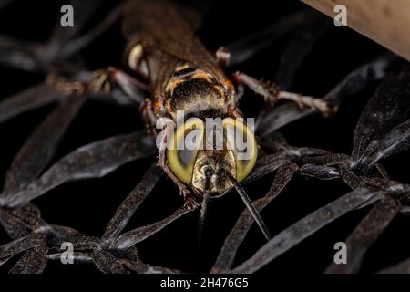 Erwachsene sandliebende Wespe der Gattung Tachytes Stockfoto