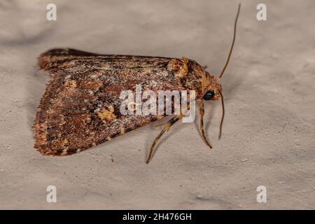 Ausgewachsene Schnurwurm-Motte der Familie Noctuidae Stockfoto