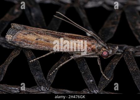 Adulter kleiner Cornstalk Borer Moth der Art Elasmopalpus lignosella Stockfoto