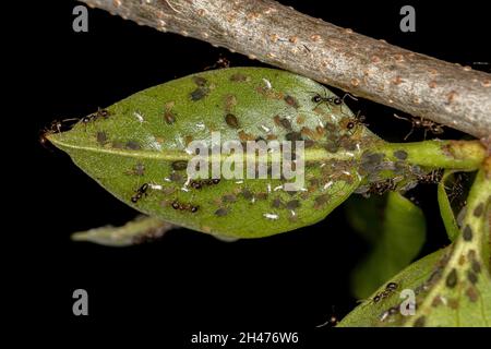 Kleine Blattläuse Insekten der Familie Aphididae und Erwachsene Großkopfalzen der Gattung Pheidole Stockfoto