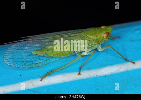 Adultes grünes Dictyopharidae-Planthopper-Insekt der Familie Dictyopharidae Stockfoto