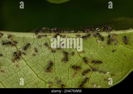 Kleine Blattläuse Insekten der Familie Aphididae und Erwachsene Großkopfalzen der Gattung Pheidole Stockfoto