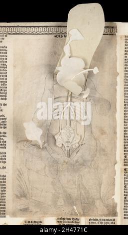 Anatomische flüchtige Blätter Stockfoto