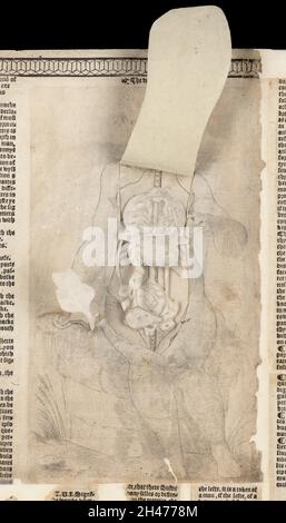 Anatomische flüchtige Blätter Stockfoto