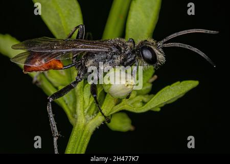 Ausgewachsene Fadenwasche der Gattung Prionyx Stockfoto