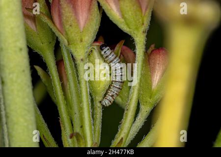 Südamerikanischer Monarch Caterpillar der Art Danaus erippus Stockfoto