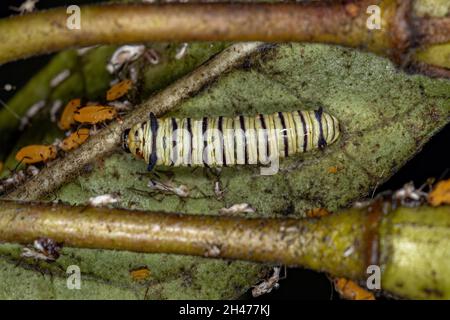 Südamerikanischer Monarch Caterpillar der Art Danaus erippus Stockfoto