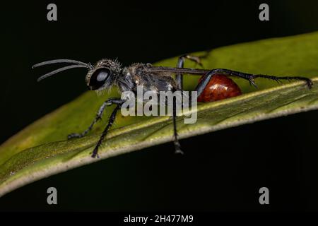 Ausgewachsene Fadenwasche der Gattung Prionyx Stockfoto