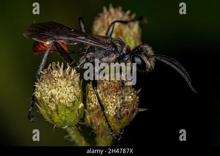 Ausgewachsene Fadenwasche der Gattung Prionyx Stockfoto