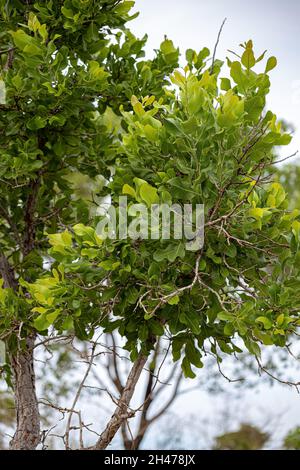 Sandpapier Grüner Baum der Art Curatella americana Stockfoto