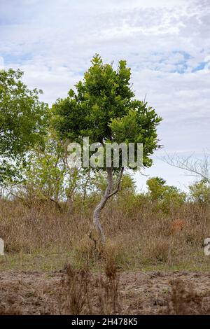 Sandpapier Grüner Baum der Art Curatella americana Stockfoto