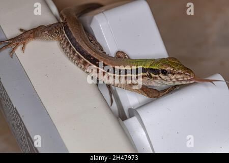 Riesige Ameiva-Eidechse der Art Ameiva ameiva Stockfoto