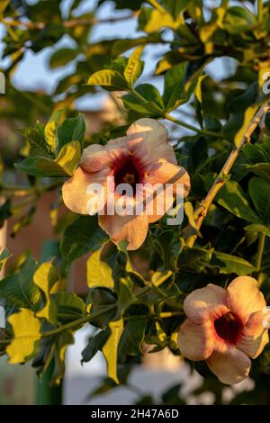 Purple Allamanda Pflanze Blume der Art Allamanda blanchetii Stockfoto