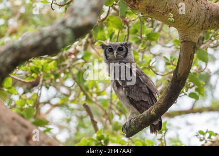 Verreaux's Eagle Owl - Bubo lacteus, Porträt von schönen großen Eulen aus afrikanischen Wäldern und Wäldern, Kenia. Stockfoto