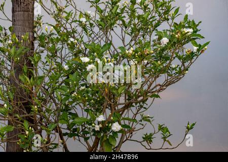 Crepe Jasmin mit Blüte der Art Tabernaemontana divaricata Stockfoto