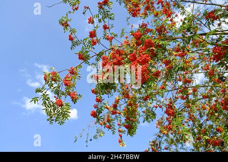 Vogelbeere, Eberesche, Vogelbeerbaum (Sorbus aucuparia) Stockfoto