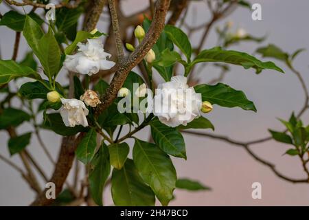 Crepe Jasmin mit Blüte der Art Tabernaemontana divaricata Stockfoto