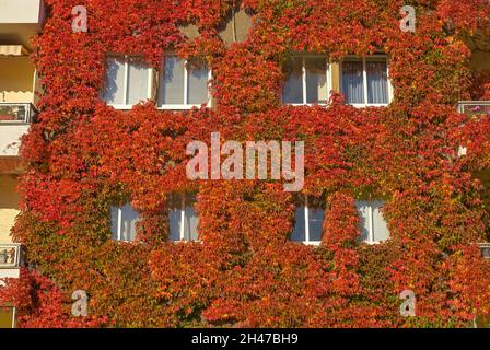 Herbstblaub, Weinlaub, Fassadenbegrünung, Freiherr-vom-Stein-Straße, Schöneberg, Tempelhof-Schöneberg, Berlin, Deutschland Stockfoto