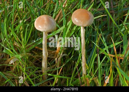 Protostropharia semiglobata (Dungrundkopf) findet sich auf Mist, misthaltigem Boden und auf Rasenflächen. Sie ist weit verbreitet und hat eine kosmopolitische Verbreitung. Stockfoto