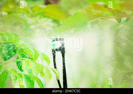 Grüne Blätter von Baum und Gras Bewässerung durch einen automatischen Sprinkler im Garten. Sprinkler für die Landwirtschaft. Bewässerungssystem für den Garten. Sprinkler Stockfoto