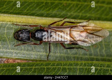 Erwachsene weibliche Carpenter Queen Ameise der Gattung Camponotus Stockfoto