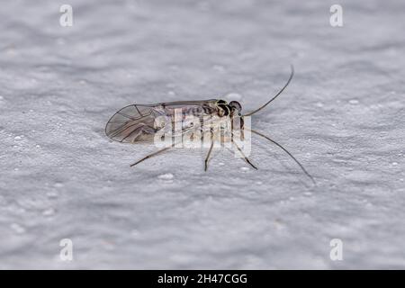 Ausgewachsenes gewöhnlicher Barklice Insekt der Familie Psocidae Stockfoto