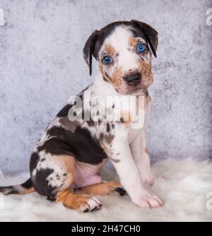 Louisiana Catahoula Leopard Dog Welpe sitzt auf grau Stockfoto