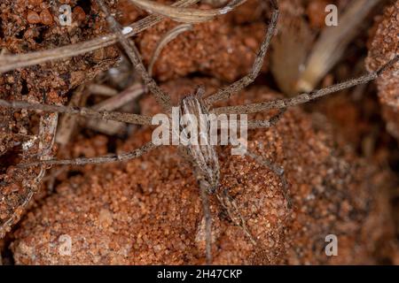 Erwachsene männliche Laufkrabbe der Familie Philodromidae Stockfoto