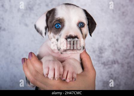 Louisiana Catahoula Leopard Dog Welpe an den Händen Stockfoto