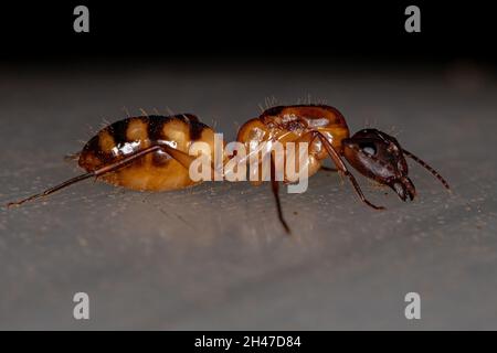 Erwachsene weibliche Carpenter Queen Ameise der Gattung Camponotus Stockfoto