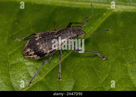 Adulter Breitnasen-Weevil des Stammes Naupactini Stockfoto