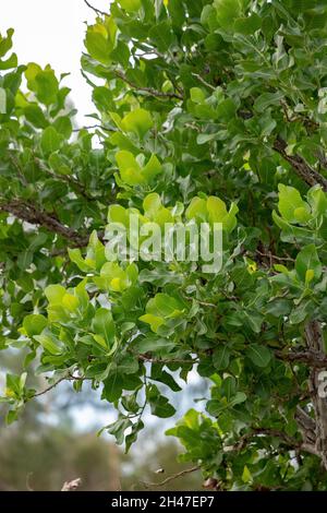 Sandpapier Grüner Baum der Art Curatella americana Stockfoto