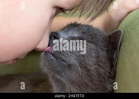 Nahaufnahme Porträt der grauen Katze küssen mit und Junge auf einem grünen Hintergrund. Die Gastgeberin streichelt sanft die Katze. Selektiver Fokus Stockfoto