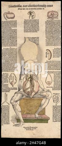 Anatomische flüchtige Blätter Stockfoto