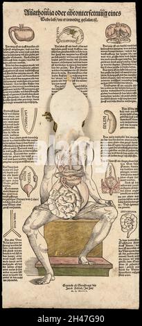 Anatomische flüchtige Blätter Stockfoto