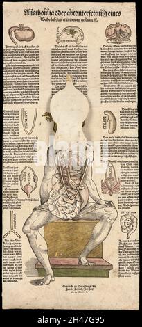 Anatomische flüchtige Blätter Stockfoto