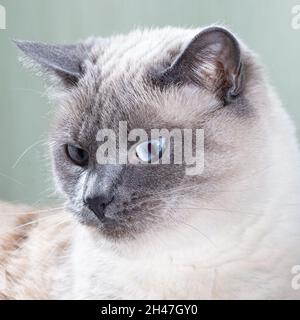 Porträt einer thailändischen Katze mit blauen Augen und ausdrucksstarken Augen. Stockfoto