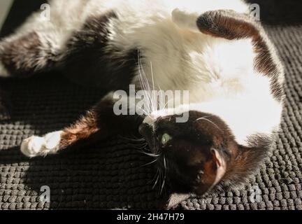 Eine Katze, die auf dem Boden in einem Fleck Sonnenlicht spielt, pflasst auf. Stockfoto