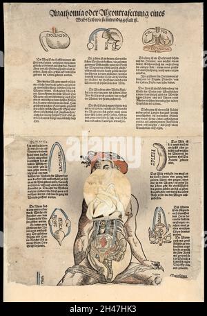 Anatomische flüchtige Blätter Stockfoto