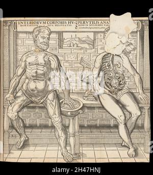 Anatomische flüchtige Blätter Stockfoto