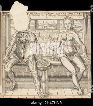 Anatomische flüchtige Blätter Stockfoto