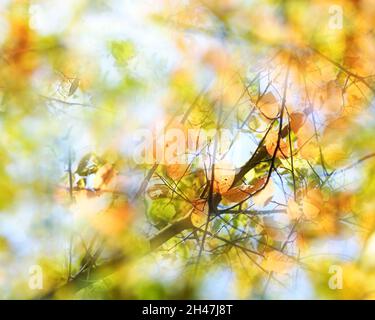 Abstrakter Herbsthintergrund, Blick in einen Baum mit bunten Blättern vor einem hellen Himmel, Mehrfachbelichtung mit scharfen und unscharfen Teilen, Raum kopieren, se Stockfoto