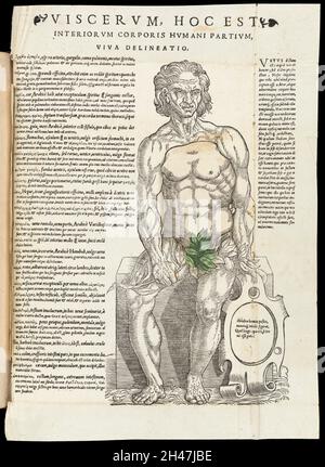 Anatomische flüchtige Blätter Stockfoto