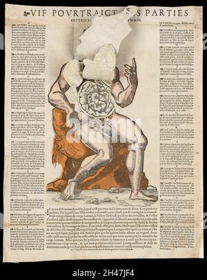 Anatomische flüchtige Blätter Stockfoto