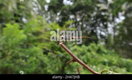 Unter der Seitenansicht eines weiblichen gelb schwanzigen aschigen Skimmer Libelle auf der Spitze eines gebrochenen Astes Stockfoto